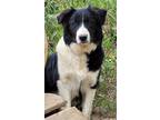 Adopt Tristin a Black - with White Border Collie / Mixed dog in Minerva