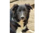 Adopt Leland a Black - with White Border Collie / Mixed dog in Minerva