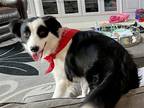 Adopt Hanna Bonded Pair a Black - with White Border Collie / Mixed dog in