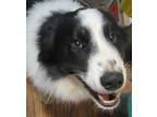 Adopt Luke 'Bonded Pair a Black - with White Border Collie / Mixed dog in