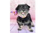 Adopt Sophia a Black - with Tan, Yellow or Fawn Terrier (Unknown Type