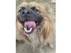 Adopt Leo a Brown/Chocolate - with Tan Chow Chow / Spaniel (Unknown Type) /