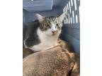 Adopt Nate Noot a Gray or Blue Domestic Shorthair / Domestic Shorthair / Mixed