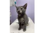 Adopt Teodora a Gray or Blue Domestic Shorthair / Domestic Shorthair / Mixed cat