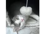Adopt Jess a Domestic Shorthair (short coat) cat in Berea, KY (39169500)