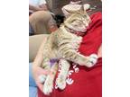 Adopt Sugarplum a Calico or Dilute Calico Domestic Shorthair / Mixed (short