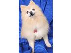 Adopt Frankie Penfield a Tan/Yellow/Fawn Pomeranian / Mixed dog in Cuba