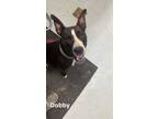 Adopt Dobby a Black Mixed Breed (Medium) / Mixed dog in Savannah, TN (39165387)