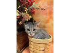 Adopt Alec a Gray or Blue Domestic Shorthair / Domestic Shorthair / Mixed cat in