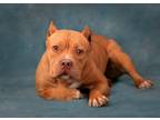Adopt Crystal a Red/Golden/Orange/Chestnut American Pit Bull Terrier / Mixed dog