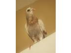 Adopt Whisper a Pigeon bird in San Francisco, CA (39159221)