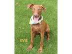 Adopt Evie a Brown/Chocolate Mixed Breed (Large) / Mixed dog in Kiln