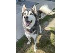 Adopt Loki a Black Husky / Mixed dog in Winchester, VA (39155489)