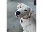 Adopt Lola a White - with Red, Golden, Orange or Chestnut Dalmatian / Labrador