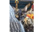 Adopt Emma a Tortoiseshell Domestic Shorthair (short coat) cat in Camden