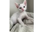 Adopt Honeysuckle a Domestic Shorthair / Mixed (short coat) cat in San Jacinto