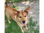 Adopt Alta a Red/Golden/Orange/Chestnut Cattle Dog / Mixed dog in Mtn Grove