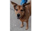 Adopt Alta a Red/Golden/Orange/Chestnut Cattle Dog / Mixed dog in Mtn Grove