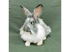 Adopt Mouse a Black Lionhead / Mixed (long coat) rabbit in Antioch