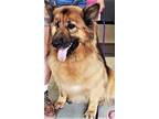 Adopt Rocco a Black - with Brown, Red, Golden, Orange or Chestnut Shepherd