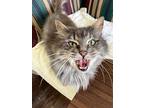 Adopt Mattie a Gray, Blue or Silver Tabby Domestic Longhair (long coat) cat in
