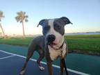 Adopt Zoey 2 a American Pit Bull Terrier / Mixed dog in Lake Charles