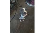 Adopt Zoey 2 a American Pit Bull Terrier / Mixed dog in Lake Charles