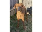 Adopt Izzy a Red/Golden/Orange/Chestnut Redbone Coonhound / Mixed dog in Mt.