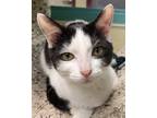 Adopt Nayeli a Black & White or Tuxedo Domestic Shorthair (short coat) cat in