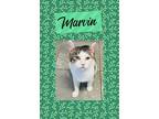 Adopt Marvin a Domestic Shorthair / Mixed (short coat) cat in Crystal Lake
