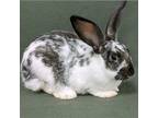 Adopt Oreo a Black English Spot / Mixed (short coat) rabbit in Antioch