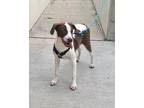 Adopt Charlie a White - with Brown or Chocolate Pointer / Mixed dog in Los