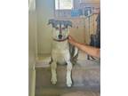 Adopt Delilah a Tricolor (Tan/Brown & Black & White) Husky / Mixed dog in Salt