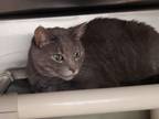 Adopt Rowan a Gray or Blue Domestic Shorthair (short coat) cat in Geneseo