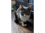 Adopt Dottie a Gray or Blue Domestic Shorthair (short coat) cat in Pinon Hills