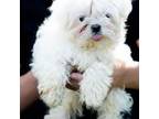 Maltese Puppy for sale in Rincon, GA, USA