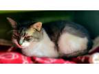 Adopt Fluffernutter a Gray or Blue (Mostly) Domestic Shorthair cat in