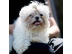 Maltese Puppy for sale in Rincon, GA, USA