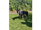 Adopt Weeny Cooper a Black - with Tan, Yellow or Fawn German Shepherd Dog /