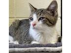 Adopt Goalie a Domestic Shorthair / Mixed cat in Rocky Mount, VA (39092392)