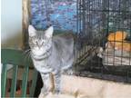Adopt Tuffy a White (Mostly) Domestic Shorthair cat in Buhl, ID (37261253)