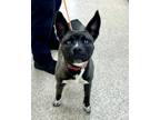 Adopt Fresca a Black Mixed Breed (Large) / Mixed dog in Hamilton, NJ (36863482)