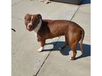 Adopt Ginnie a Brown/Chocolate - with White American Staffordshire Terrier /