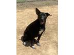 Adopt Jill a Black Shepherd (Unknown Type) / Mixed dog in Groton, MA (39103327)