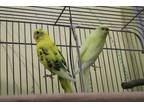 Adopt Tango & Lily a Budgie bird in Edgerton, WI (37400996)