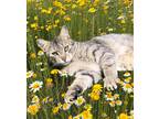 Adopt Wildflower Willy a Gray, Blue or Silver Tabby Tabby (short coat) cat in
