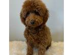 Poodle (Toy) Puppy for sale in Fayetteville, AR, USA