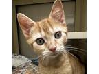 Adopt Loudmouth a Domestic Shorthair / Mixed cat in Rocky Mount, VA (39092396)