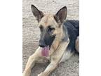 Adopt Kali a Black - with White German Shepherd Dog dog in Canyon Country