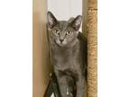 Adopt Butterscotch a Gray or Blue Domestic Shorthair (short coat) cat in